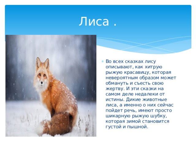 Лиса . Во всех сказках лису описывают, как хитрую рыжую красавицу, которая невероятным образом может обмануть и съесть свою жертву. И эти сказки на самом деле недалеки от истины. Дикие животные лиса, а именно о них сейчас пойдет речь, имеют просто шикарную рыжую шубку, которая зимой становится густой и пышной. 