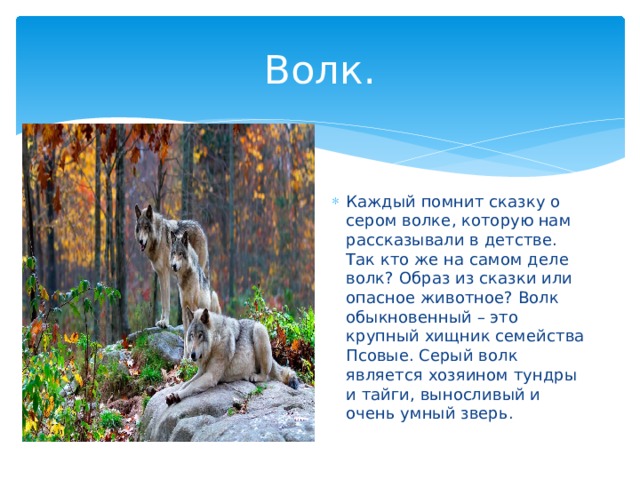 Волк. Каждый помнит сказку о сером волке, которую нам рассказывали в детстве. Так кто же на самом деле волк? Образ из сказки или опасное животное? Волк обыкновенный – это крупный хищник семейства Псовые. Серый волк является хозяином тундры и тайги, выносливый и очень умный зверь. 