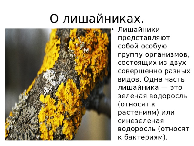 О лишайниках. Лишайники представляют собой особую группу организмов, состоящих из двух совершенно разных видов. Одна часть лишайника — это зеленая водоросль (относят к растениям) или синезеленая водоросль (относят к бактериям). 