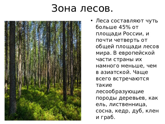 Зона лесов. Леса составляют чуть больше 45% от площади России, и почти четверть от общей площади лесов мира. В европейской части страны их намного меньше, чем в азиатской. Чаще всего встречаются такие лесообразующие породы деревьев, как ель, лиственница, сосна, кедр, дуб, клен и граб. 