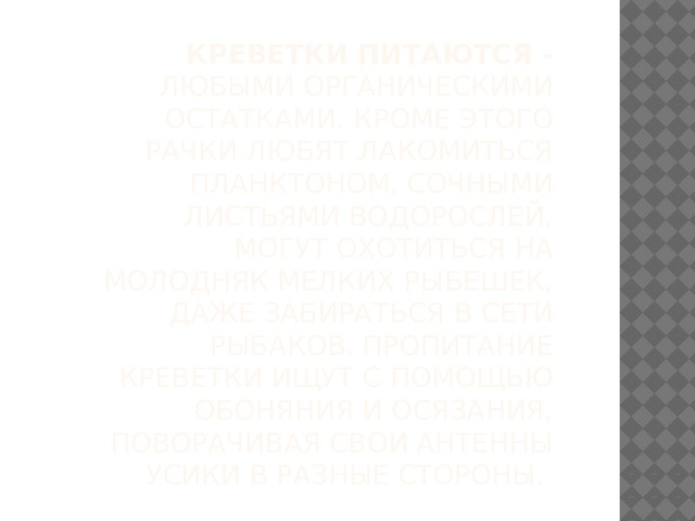 Креветки питаются - любыми органическими остатками. Кроме этого рачки любят лакомиться планктоном, сочными листьями водорослей, могут охотиться на молодняк мелких рыбешек, даже забираться в сети рыбаков. Пропитание креветки ищут с помощью обоняния и осязания, поворачивая свои антенны усики в разные стороны.  