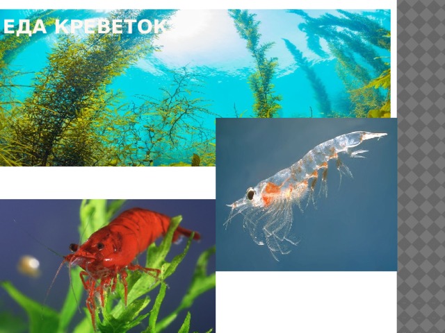 Еда креветок 