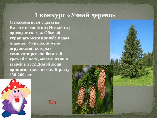1 конкурс «Узнай дерево» Я знакома всем с детства. Вместе со мной под Новый год приходит сказка. Обычай украшать меня пришёл к нам издавна. Украшали меня игрушками, которые символизировали богатый урожай в поле, обилие птиц и зверей в лесу. Домой люди приносили мои ветки. Я расту 150-200 лет. Ель 