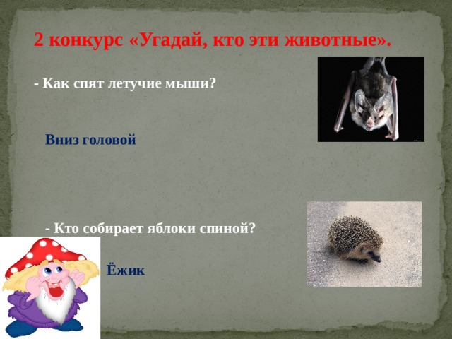 2 конкурс «Угадай, кто эти животные». - Как спят летучие мыши? Вниз головой - Кто собирает яблоки спиной? Ёжик 