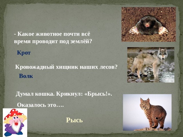 - Какое животное почти всё время проводит под землёй? Крот Кровожадный хищник наших лесов? Волк Думал кошка. Крикнул: «Брысь!». Оказалось это…. Рысь 
