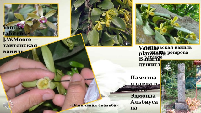 Vanilla tahitensis J.W.Moore — таитянская ваниль Антильская ваниль — Vanilla pompona Schiede Vanilla planifolia Ваниль душистая Памятная стела в честь Эдмонда Альбиуса на острове Реюньон «Ванильная свадьба» 