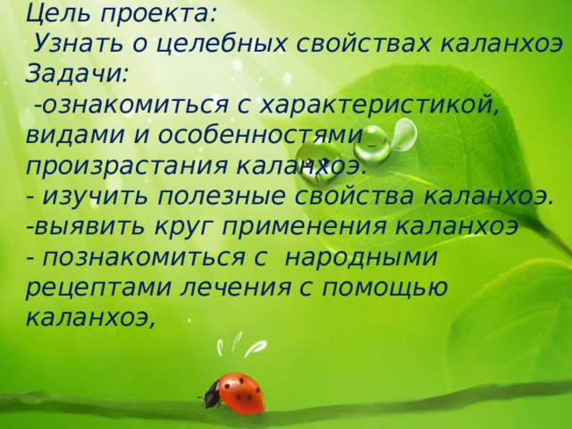   Цель проекта:  Узнать о целебных свойствах каланхоэ  Задачи:   -ознакомиться с характеристикой, видами и особенностями произрастания каланхоэ.  - изучить полезные свойства каланхоэ.  -выявить круг применения каланхоэ  - познакомиться с народными рецептами лечения с помощью каланхоэ,      
