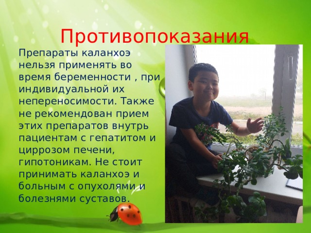 Противопоказания Препараты каланхоэ нельзя применять во время беременности , при индивидуальной их непереносимости. Также не рекомендован прием этих препаратов внутрь пациентам с гепатитом и циррозом печени, гипотоникам. Не стоит принимать каланхоэ и больным с опухолями и болезнями суставов. 
