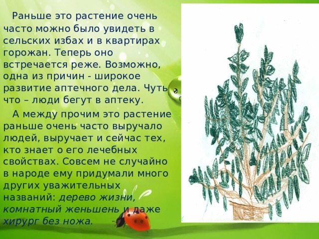  Раньше это растение очень часто можно было увидеть в сельских избах и в квартирах горожан. Теперь оно встречается реже. Возможно, одна из причин - широкое развитие аптечного дела. Чуть что – люди бегут в аптеку.  А между прочим это растение раньше очень часто выручало людей, выручает и сейчас тех, кто знает о его лечебных свойствах. Совсем не случайно в народе ему придумали много других уважительных названий: дерево жизни, комнатный женьшень и даже хирург без ножа. 