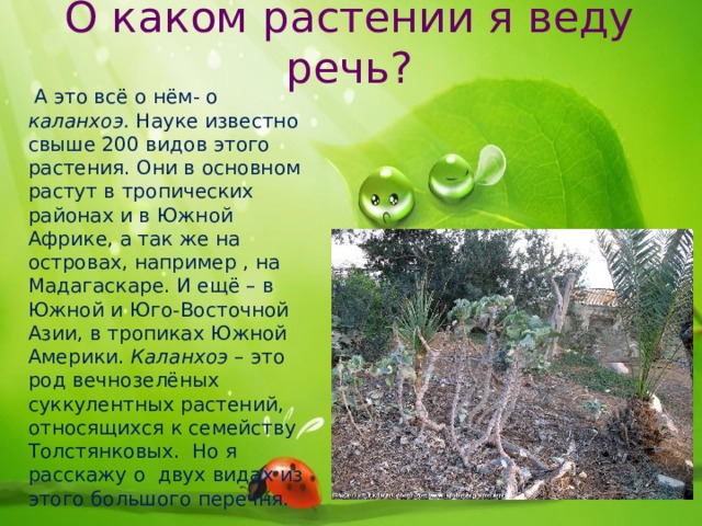 О каком растении я веду речь?  А это всё о нём- о каланхоэ. Науке известно свыше 200 видов этого растения. Они в основном растут в тропических районах и в Южной Африке, а так же на островах, например , на Мадагаскаре. И ещё – в Южной и Юго-Восточной Азии, в тропиках Южной Америки. Каланхоэ – это род вечнозелёных суккулентных растений, относящихся к семейству Толстянковых. Но я расскажу о двух видах из этого большого перечня. 