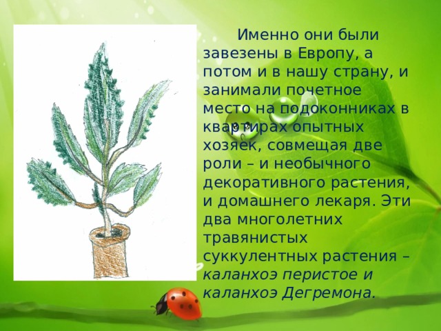  Именно они были завезены в Европу, а потом и в нашу страну, и занимали почетное место на подоконниках в квартирах опытных хозяек, совмещая две роли – и необычного декоративного растения, и домашнего лекаря. Эти два многолетних травянистых суккулентных растения – каланхоэ перистое и каланхоэ Дегремона. 