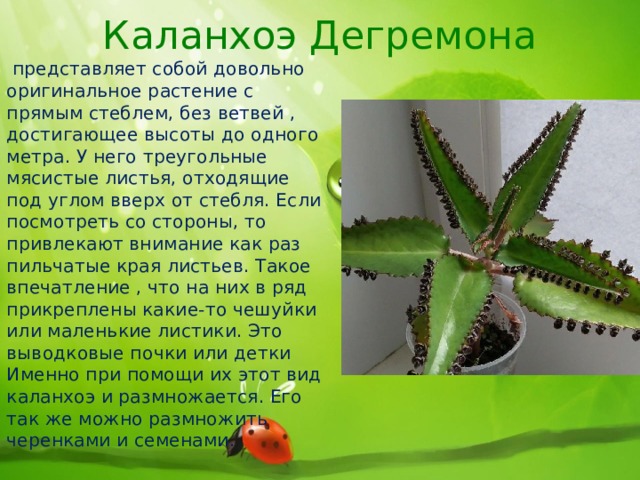Каланхоэ Дегремона  представляет собой довольно оригинальное растение с прямым стеблем, без ветвей , достигающее высоты до одного метра. У него треугольные мясистые листья, отходящие под углом вверх от стебля. Если посмотреть со стороны, то привлекают внимание как раз пильчатые края листьев. Такое впечатление , что на них в ряд прикреплены какие-то чешуйки или маленькие листики. Это выводковые почки или детки Именно при помощи их этот вид каланхоэ и размножается. Его так же можно размножить черенками и семенами. 