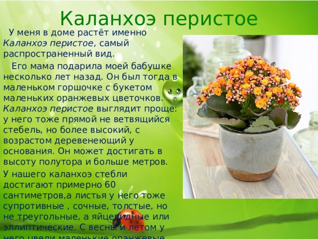 Каланхоэ перистое  У меня в доме растёт именно Каланхоэ перистое , самый распространенный вид.  Его мама подарила моей бабушке несколько лет назад. Он был тогда в маленьком горшочке с букетом маленьких оранжевых цветочков. Каланхоэ перистое выглядит проще: у него тоже прямой не ветвящийся стебель, но более высокий, с возрастом деревенеющий у основания. Он может достигать в высоту полутора и больше метров. У нашего каланхоэ стебли достигают примерно 60 сантиметров,а листья у него тоже супротивные , сочные, толстые, но не треугольные, а яйцевидные или эллиптические. С весны и летом у него цвели маленькие оранжевые цветочки. Сейчас они уже все отцвели и опали. 