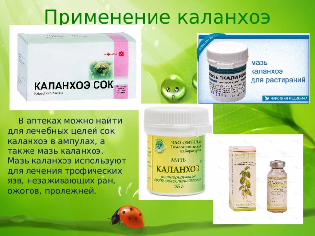 Применение каланхоэ  В аптеках можно найти для лечебных целей сок каланхоэ в ампулах, а также мазь каланхоэ. Мазь каланхоэ используют для лечения трофических язв, незаживающих ран, ожогов, пролежней. 