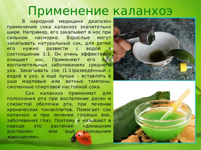 Применение каланхоэ  В народной медицине диапазон применения сока каланхоэ значительно шире. Например, его закапывют в нос при сильном насморке. Взрослые могут закапывать натуральный сок, для детей его нужно развести с водой в соотношении 1:1. Он очень эффективно очищает нос. Применяют его при воспалительных заболеваниях среднего уха. Закапывать сок (1:1)разведённый с водой в ухо, а ещё лучше – вставлять в уши марлевые или ватные тампоны, смоченные спиртовой настойкой сока.  Сок каланхоэ применяют для полоскания рта при воспалении десен и слизистой оболочки рта, при лечении хронических тонзиллитов. Помогает сок каланхоэ и при лечении глазных век, заболевания глаз. Поэтому и называют в народе это растение «домашним доктором» или ещё «домашним женьшенем». 
