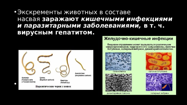 Экскременты животных в составе насвая  заражают  кишечными инфекциями и паразитарными заболеваниями,  в т. ч. вирусным гепатитом.   