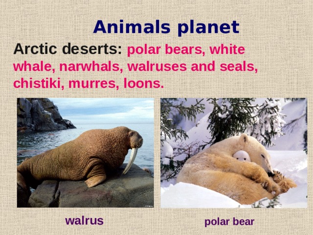 Animals planet Arctic deserts: polar bears, white whale, narwhals, walruses and seals,  chistiki, murres, loons. . walrus polar bear  