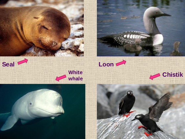 Seal Loon White whale Chistik 