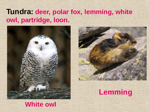 Tundra:  deer, polar fox, lemming, white owl, partridge, loon. Lemming White owl 