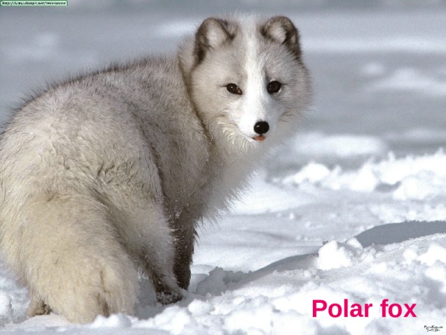 Polar fox 