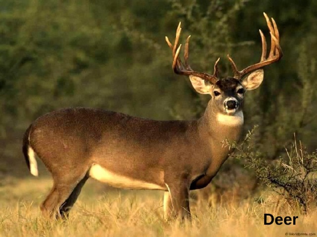 Deer 
