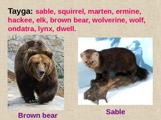Tayga: sable, squirrel, marten, ermine, hackee, elk, brown bear, wolverine, wolf, ondatra, lynx, dwell. Sable Brown bear 