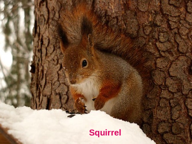 Squirrel 