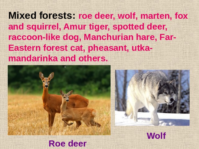 Mixed forests: roe deer, wolf, marten, fox and squirrel, Amur tiger, spotted deer, raccoon-like dog, Manchurian hare, Far-Eastern forest cat, pheasant, utka-mandarinka and others. Wolf Roe deer 