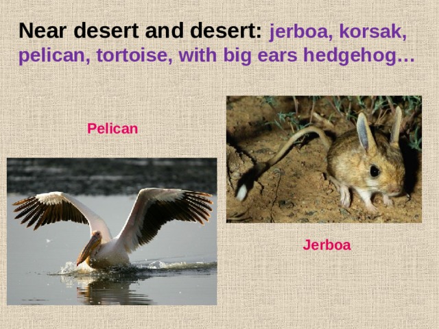 Near desert and desert: jerboa, korsak, pelican, tortoise, with big ears hedgehog… Pelican Jerboa 