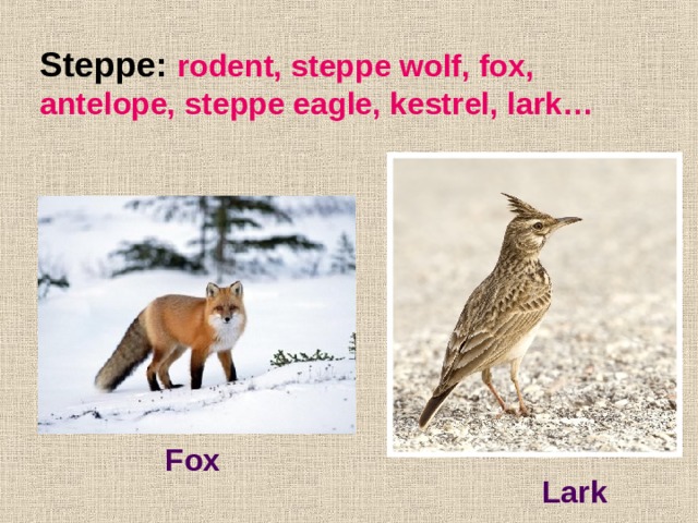 Steppe: rodent, steppe wolf, fox, antelope, steppe eagle, kestrel, lark… Fox Lark 