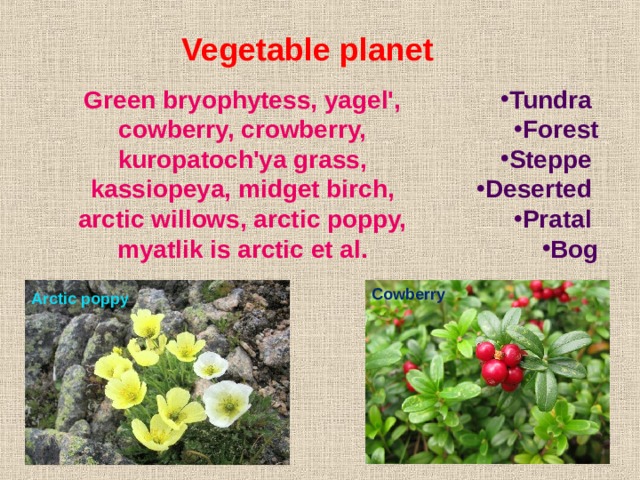 Vegetable planet Tundra Forest Steppe Deserted Pratal Bog Green bryophytess, yagel', cowberry, crowberry, kuropatoch'ya grass, kassiopeya, midget birch, arctic willows, arctic poppy, myatlik is arctic et al. Cowberry Arctic poppy 