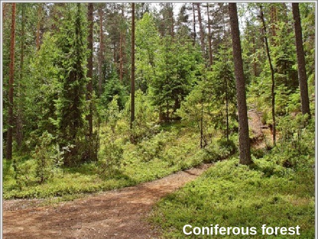 Coniferous forest 