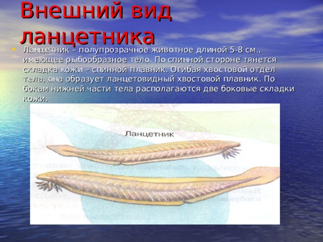 Внешний вид ланцетника   Ланцетник – полупрозрачное животное длиной 5-8 см., имеющее рыбообразное тело. По спинной стороне тянется складка кожи – спинной плавник. Огибая хвостовой отдел тела, она образует ланцетовидный хвостовой плавник. По бокам нижней части тела располагаются две боковые складки кожи. 