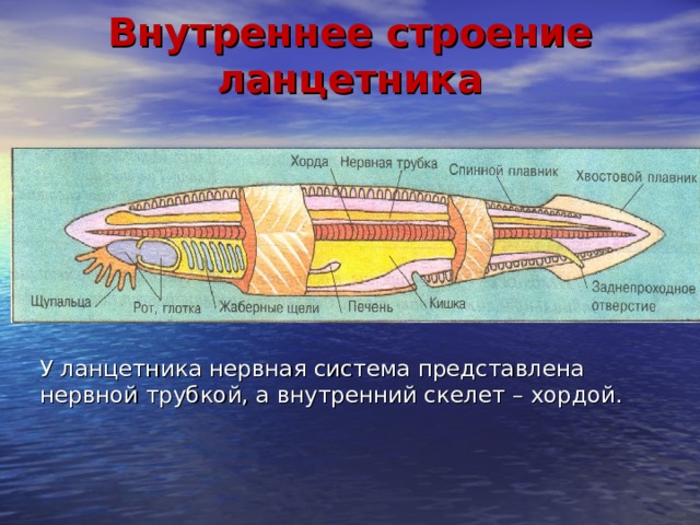 Внутреннее строение ланцетника У ланцетника нервная система представлена нервной трубкой, а внутренний скелет – хордой. 