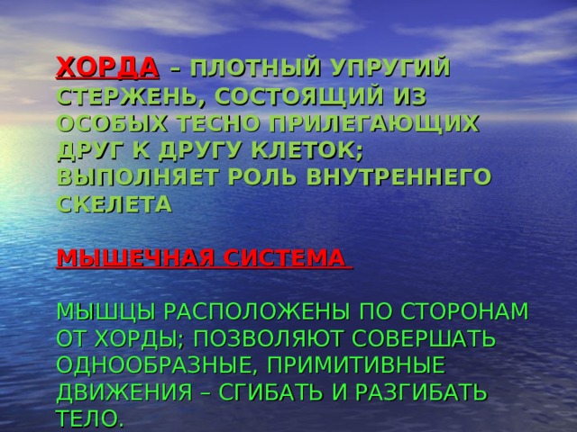 ХОРДА  – ПЛОТНЫЙ УПРУГИЙ СТЕРЖЕНЬ, СОСТОЯЩИЙ ИЗ ОСОБЫХ ТЕСНО ПРИЛЕГАЮЩИХ ДРУГ К ДРУГУ КЛЕТОК; ВЫПОЛНЯЕТ РОЛЬ ВНУТРЕННЕГО СКЕЛЕТА   МЫШЕЧНАЯ СИСТЕМА   МЫШЦЫ РАСПОЛОЖЕНЫ ПО СТОРОНАМ ОТ ХОРДЫ; ПОЗВОЛЯЮТ СОВЕРШАТЬ ОДНООБРАЗНЫЕ, ПРИМИТИВНЫЕ ДВИЖЕНИЯ – СГИБАТЬ И РАЗГИБАТЬ ТЕЛО.       