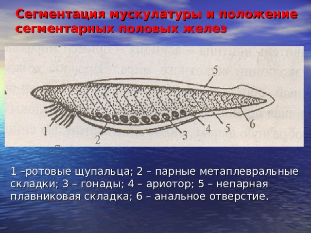 Сегментация мускулатуры и положение сегментарных половых желез 1 –ротовые щупальца; 2 – парные метаплевральные складки; 3 – гонады; 4 – ариотор; 5 – непарная плавниковая складка; 6 – анальное отверстие. 