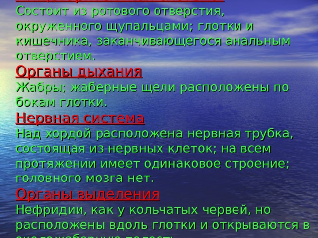  Пищеварительная система  Состоит из ротового отверстия, окруженного щупальцами; глотки и кишечника, заканчивающегося анальным отверстием.  Органы дыхания  Жабры; жаберные щели расположены по бокам глотки.  Нервная система  Над хордой расположена нервная трубка, состоящая из нервных клеток; на всем протяжении имеет одинаковое строение; головного мозга нет.  Органы выделения  Нефридии, как у кольчатых червей, но расположены вдоль глотки и открываются в околожаберную полость.   