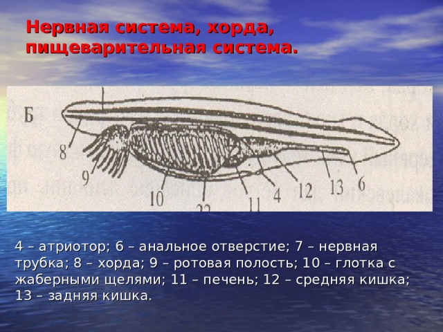 Нервная система, хорда, пищеварительная система. 4 – атриотор; 6 – анальное отверстие; 7 – нервная трубка; 8 – хорда; 9 – ротовая полость; 10 – глотка с жаберными щелями; 11 – печень; 12 – средняя кишка; 13 – задняя кишка. 