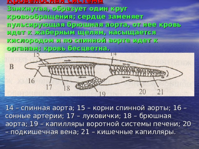 Кровеносная система  Замкнутая, образует один круг кровообращения; сердце заменяет пульсирующая брюшная аорта, от нее кровь идет к жаберным щелям, насыщается кислородом и по спинной аорте идет к органам; кровь бесцветна. 14 – спинная аорта; 15 – корни спинной аорты; 16 – сонные артерии; 17 – луковички; 18 – брюшная аорта; 19 – капилляры воротной системы печени; 20 – подкишечная вена; 21 – кишечные капилляры. 