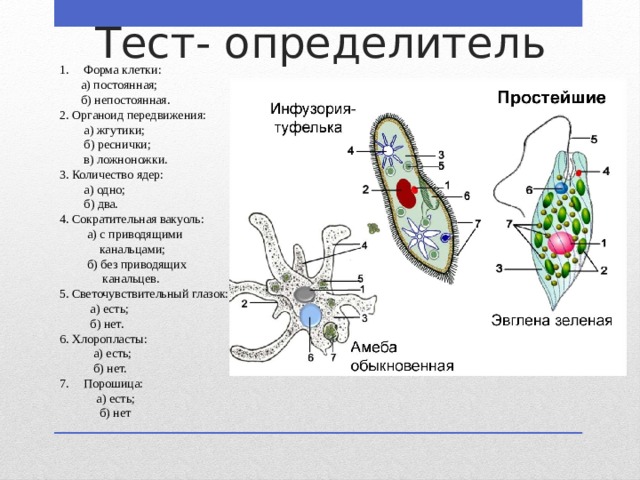 Тест- определитель Форма клетки:  а) постоянная;  б) непостоянная. 2. Органоид передвижения:  а) жгутики;  б) реснички;  в) ложноножки. 3. Количество ядер:  а) одно;  б) два. 4. Сократительная вакуоль:  а) с приводящими  канальцами;  б) без приводящих  канальцев. 5. Светочувствительный глазок:  а) есть;  б) нет. 6. Хлоропласты:  а) есть;  б) нет. Порошица:  а) есть;  б) нет 
