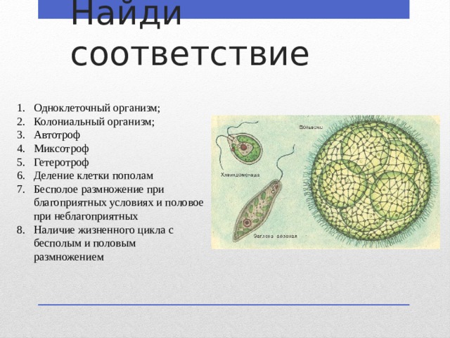 Найди соответствие Одноклеточный организм; Колониальный организм; Автотроф Миксотроф Гетеротроф Деление клетки пополам Бесполое размножение при благоприятных условиях и половое при неблагоприятных Наличие жизненного цикла с бесполым и половым размножением 