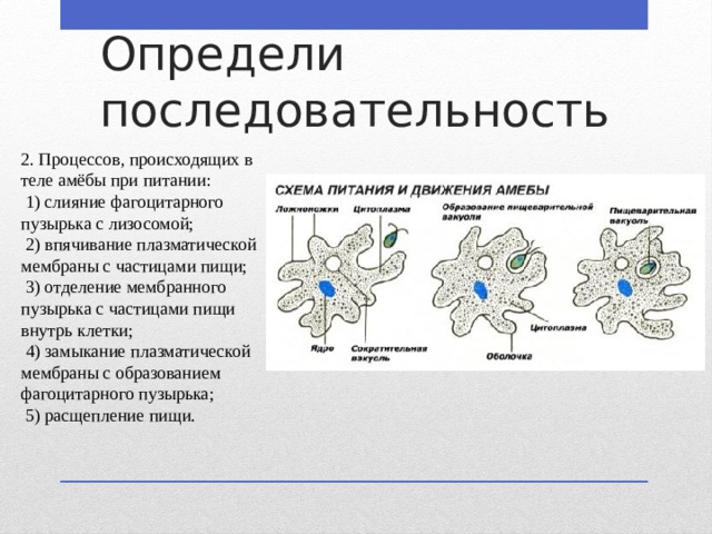 Определи последовательность 2. Процессов, происходящих в теле амёбы при питании:  1) слияние фагоцитарного пузырька с лизосомой;  2) впячивание плазматической мембраны с частицами пищи;  3) отделение мембранного пузырька с частицами пищи внутрь клетки;  4) замыкание плазматической мембраны с образованием фагоцитарного пузырька;  5) расщепление пищи. 