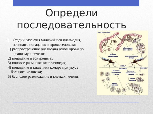 Определи последовательность Стадий развития малярийного плазмодия, начиная с попадания в кровь человека:  1) распространение плазмодия током крови по  организму к печени;  2) попадание в эритроциты;  3) половое размножение плазмодия;  4) попадание в кишечник комара при укусе  больного человека;  5) бесполое размножение в клетках печени. 