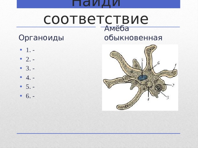 Найди соответствие Органоиды Амёба обыкновенная 1. - 2. - 3. - 4. - 5. - 6. - 