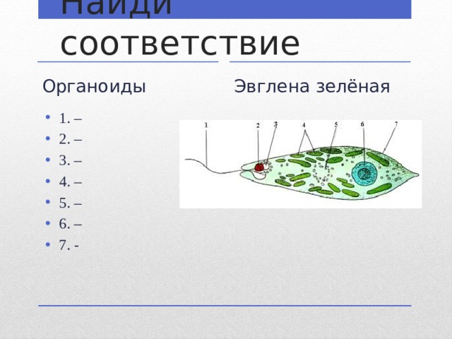 Найди соответствие Органоиды Эвглена зелёная 1. – 2. – 3. – 4. – 5. – 6. – 7. - 