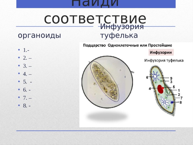 Найди соответствие органоиды Инфузория туфелька 1.- 2. – 3. – 4. – 5. - 6. - 7. – 8. - 