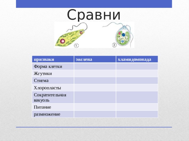 Сравни признаки эвглена Форма клетки хламидомонада Жгутики Стигма Хлоропласты Сократительная вакуоль Питание размножение 