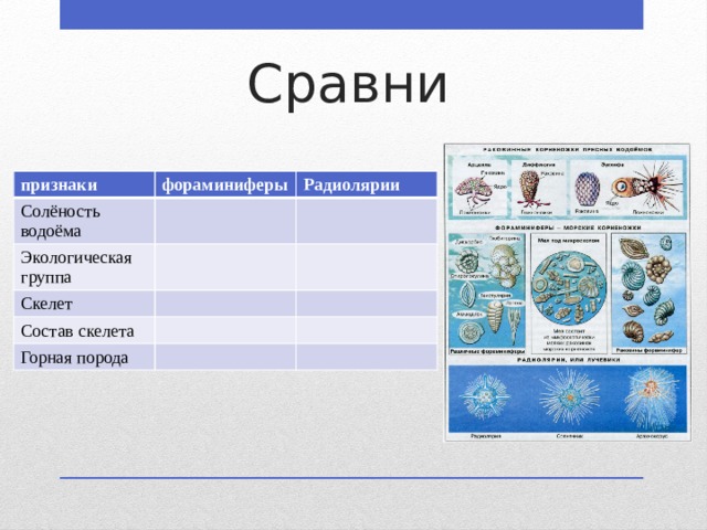 Сравни признаки фораминиферы Солёность водоёма Радиолярии Экологическая группа Скелет Состав скелета Горная порода 