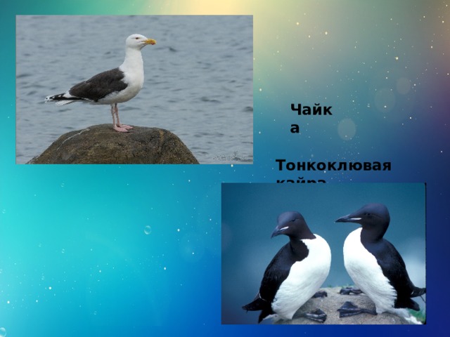 Чайка Тонкоклювая кайра 