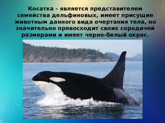 Косатка - является представителем семейства дельфиновых, имеет присущие животным данного вида очертания тела, но значительно превосходит своих сородичей размерами и имеет черно-белый окрас. 